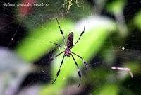 Punta Mona de Talamanca Punta Mona de Talamanca