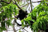 Punta Mona de Talamanca Punta Mona de Talamanca