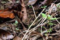 Punta Mona de Talamanca Punta Mona de Talamanca