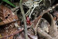 Punta Mona de Talamanca Punta Mona de Talamanca