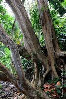 Punta Mona de Talamanca Punta Mona de Talamanca