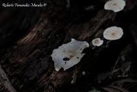 Punta Mona de Talamanca Punta Mona de Talamanca