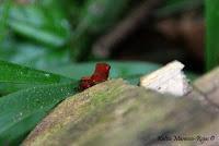 Punta Mona de Talamanca Punta Mona de Talamanca