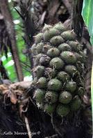 Punta Mona de Talamanca Punta Mona de Talamanca