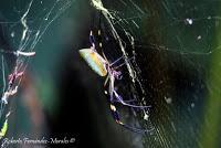 Punta Mona de Talamanca Punta Mona de Talamanca