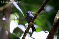 Punta Mona de Talamanca Punta Mona de Talamanca