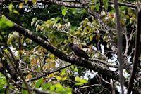 Punta Mona de Talamanca