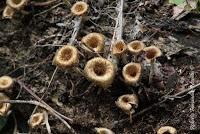 Punta Mona de Talamanca Punta Mona de Talamanca