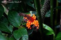 Punta Mona de Talamanca Punta Mona de Talamanca