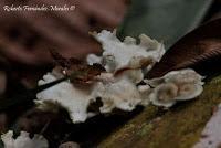 Punta Mona de Talamanca Punta Mona de Talamanca