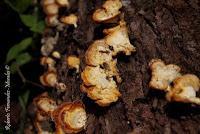 Punta Mona de Talamanca Punta Mona de Talamanca