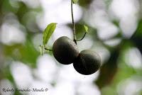 Punta Mona de Talamanca Punta Mona de Talamanca