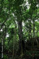 Punta Mona de Talamanca Punta Mona de Talamanca