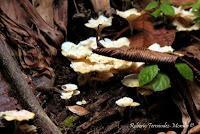 Punta Mona de Talamanca Punta Mona de Talamanca