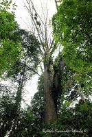 Punta Mona de Talamanca Punta Mona de Talamanca