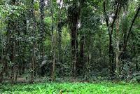 Punta Mona de Talamanca Punta Mona de Talamanca