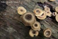 Punta Mona de Talamanca Punta Mona de Talamanca