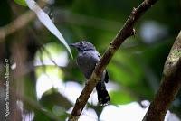 Punta Mona de Talamanca Punta Mona de Talamanca