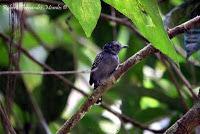 Punta Mona de Talamanca Punta Mona de Talamanca