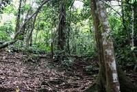 Punta Mona de Talamanca Punta Mona de Talamanca