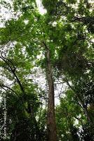 Punta Mona de Talamanca Punta Mona de Talamanca