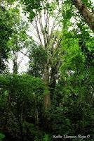 Punta Mona de Talamanca Punta Mona de Talamanca