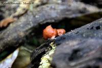 Punta Mona de Talamanca Punta Mona de Talamanca