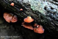 Punta Mona de Talamanca Punta Mona de Talamanca