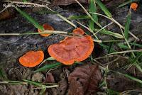 Punta Mona de Talamanca Punta Mona de Talamanca