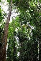 Punta Mona de Talamanca Punta Mona de Talamanca