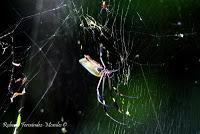 Punta Mona de Talamanca Punta Mona de Talamanca