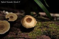 Punta Mona de Talamanca Punta Mona de Talamanca