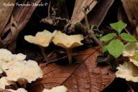 Punta Mona de Talamanca Punta Mona de Talamanca