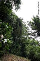 Punta Mona de Talamanca Punta Mona de Talamanca