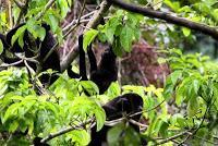 Punta Mona de Talamanca Punta Mona de Talamanca