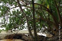 Punta Mona de Talamanca Punta Mona de Talamanca