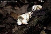 Punta Mona de Talamanca Punta Mona de Talamanca