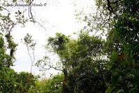 Punta Mona de Talamanca Punta Mona de Talamanca