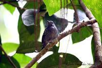 Punta Mona de Talamanca Punta Mona de Talamanca