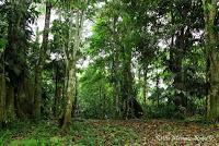 Punta Mona de Talamanca Punta Mona de Talamanca