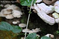 Punta Mona de Talamanca Punta Mona de Talamanca