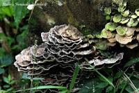 Punta Mona de Talamanca Punta Mona de Talamanca