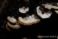 Punta Mona de Talamanca Punta Mona de Talamanca