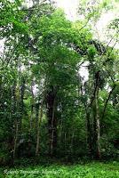 Punta Mona de Talamanca Punta Mona de Talamanca