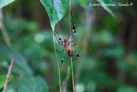 Punta Mona de Talamanca Punta Mona de Talamanca