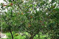 Punta Mona de Talamanca Punta Mona de Talamanca