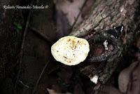 Punta Mona de Talamanca Punta Mona de Talamanca