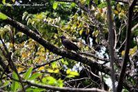 Punta Mona de Talamanca Punta Mona de Talamanca