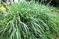 Punta Mona de Talamanca Punta Mona de Talamanca