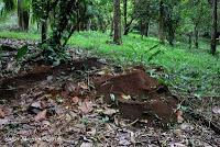 Punta Mona de Talamanca Punta Mona de Talamanca